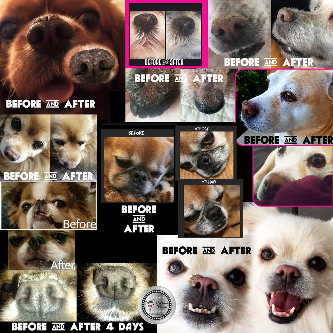 toy dog nasal hyperkeratosis